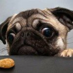 Как правильно хранится корм для собак Nutrа Gоld