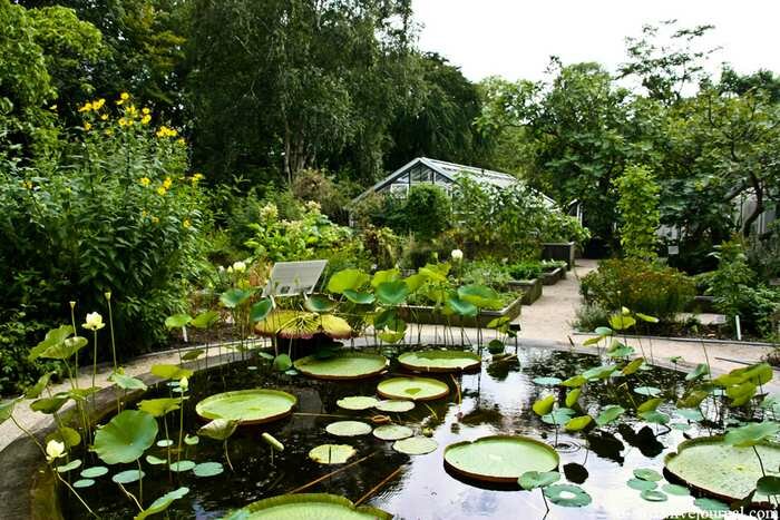 botanicheskiy sad amsterdama