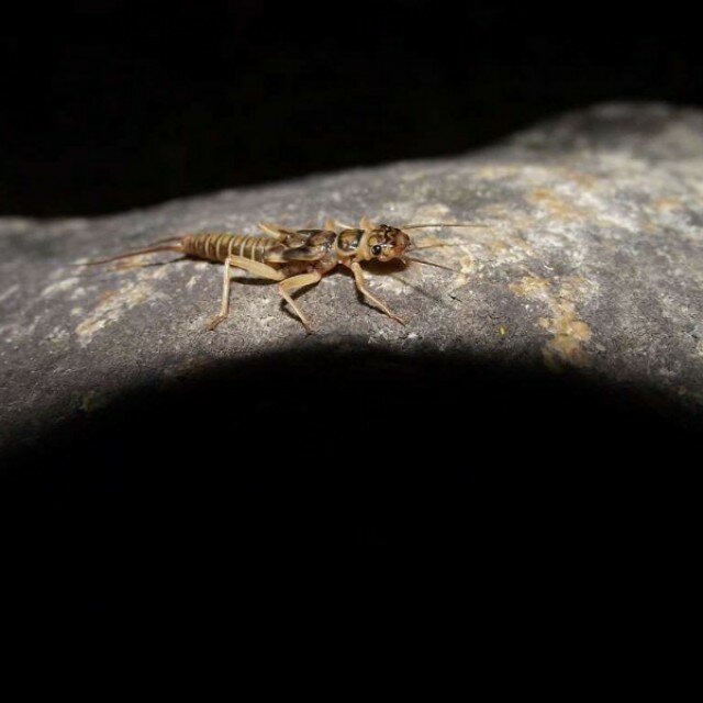 entomologiya 2