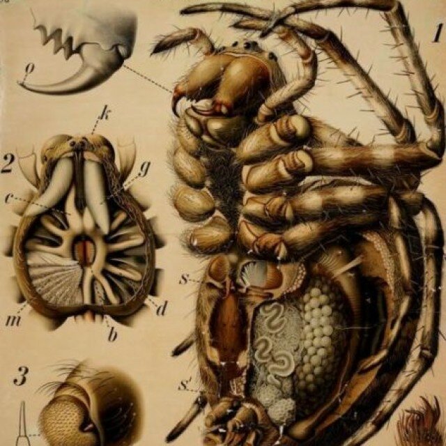 entomologiya