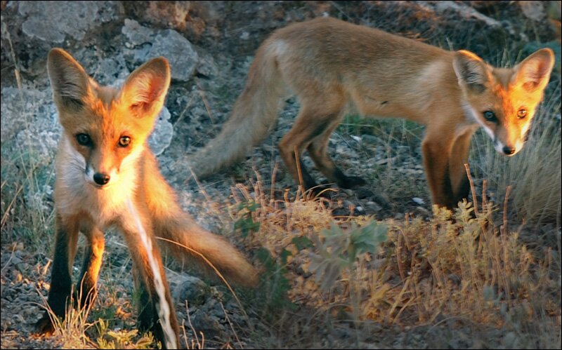 fauna krym