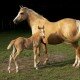 Бизнес на разведении лошадей